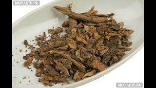 корень бадана купить
