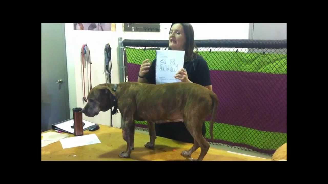 toronto raptors vs milwaukee bucks Lumps and Bumps: Wellness Mapping for Your Pet