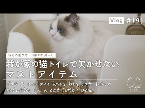 大型猫が猫トイレで困ったことトップ3｜ラグドール猫【vlog #19】
