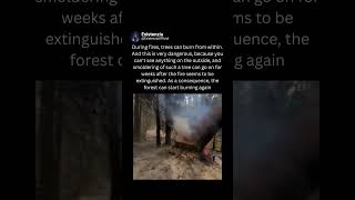 When a Tree Keeps Burning From Inside