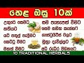    10  10 traditional herbals in sri lanka  kmj tv