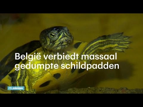 Video: Roodwangschildpadden: Ziekten En Behandeling