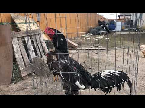 Video: Roosters noj zoo?