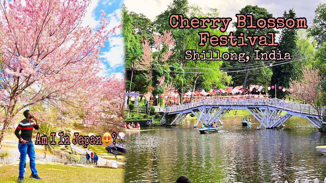 Cherry Blossom Festival Meghalaya 2022 With Full Tour YouTube Cherry Blossom Festival Meghalaya 2022 With Full Tour YouTube