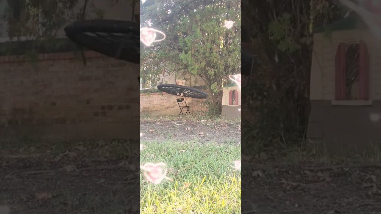 Meditation and Swing time with Bubbyie 🌬🖤💙🤎💛👑✨️