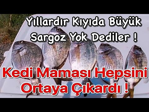 Sargozlar Az Kalsın Miyavlayacaktı !