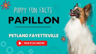 Everything you need to know about Papillon puppies! by Petland Fayetteville 4 views 9 months ago 1 minute, 10 seconds