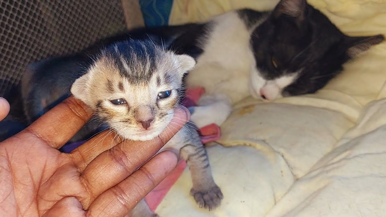 When Newborn Kittens Open Their Eyes for the First Time
