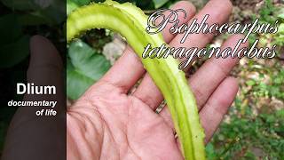 Winged Bean psophocarpus Tetragonolobus  Part 3