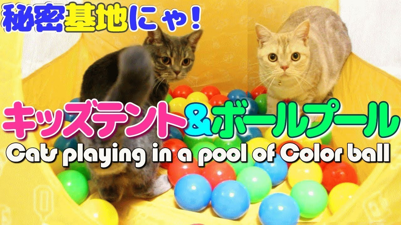 可愛い画像 猫がかわいいキッズテントをボールプールにして遊んだよ♪ - Cats playing in a pool of Color ball -