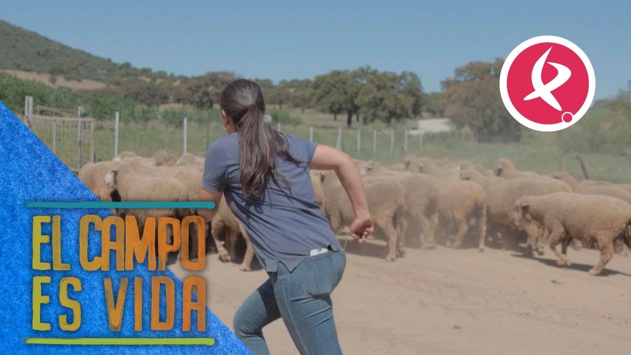 Un imprevisto asusta a los carneros y dificulta su traslado a otra finca | El campo es vida