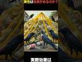黄色いネットはカラスに効くのか!?驚くべき真実が判明 #shorts