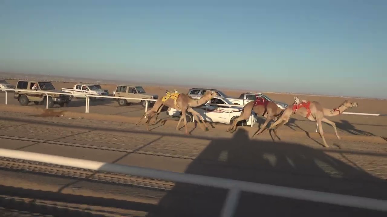 الشوط الرئيسي حقايق بكار 3كم ( الدكتوره: عبدالعزيز بن ضويعن الحويطي)