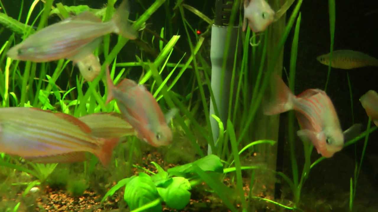 M.splendida inornata "Flat Rock Creek", M. trifasciata "Goyder River", G. dority