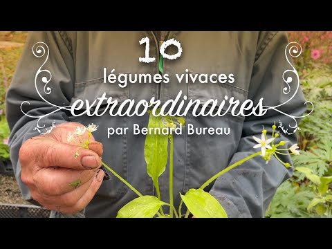 Vidéo: Que sont les légumineuses vivaces ? Comment faire pousser des légumineuses vivaces dans le jardin