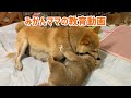 みかんママの教育動画【母犬による子犬のしつけ方】