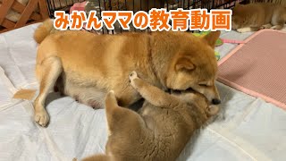 柴犬みかんママの教育動画【母犬による子犬のしつけ方】
