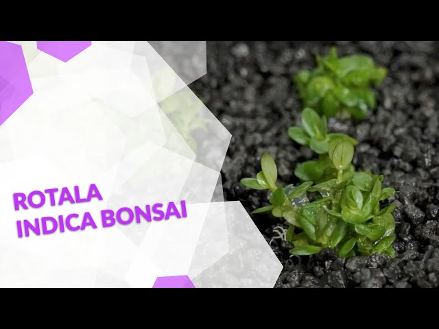 Rotala Indica 'Bonsai', Kleine Rotala, ideal fr den Vorder- und  Mittelgrund im Aquarium & Aquascape - YouTube
