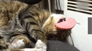 Шутки и приколы с котами. Смешные коты. Смешные кошки. Шутки и приколы с котами. Смешные коты. Смешные кошки.