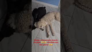 Mango y luna cansados #noticias#cubanosentampa#ocala#florida#usa#dog #musica#kids#kitten#reinoanimal