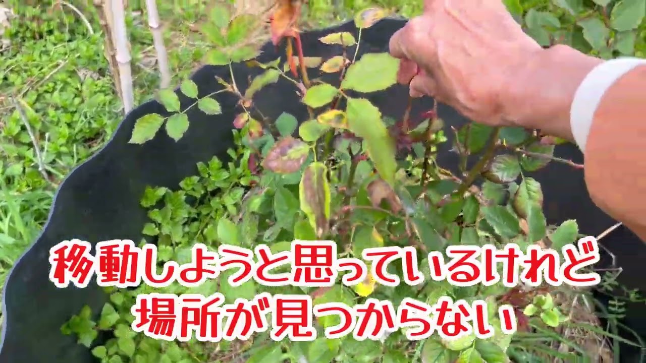 早春ガーデンの様子【2月26日】