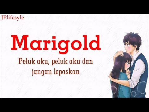 Lagu Jepang Asik | Marigold - Aimyon | Terjemahan Indonesia