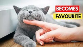 How Cats Might Choose Their Favorite Person__8 ways To explain by Cat Cherish 748 views 10 days ago 8 minutes, 27 seconds