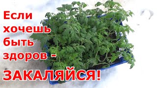 Рассада томатов вытянулась- что делать. Простые решения против вытягивания рассады томатов без химии