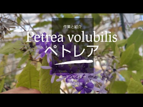 クイーンズリースの育て方のコツ｜鉢植えで花を咲かせる5つのポイント