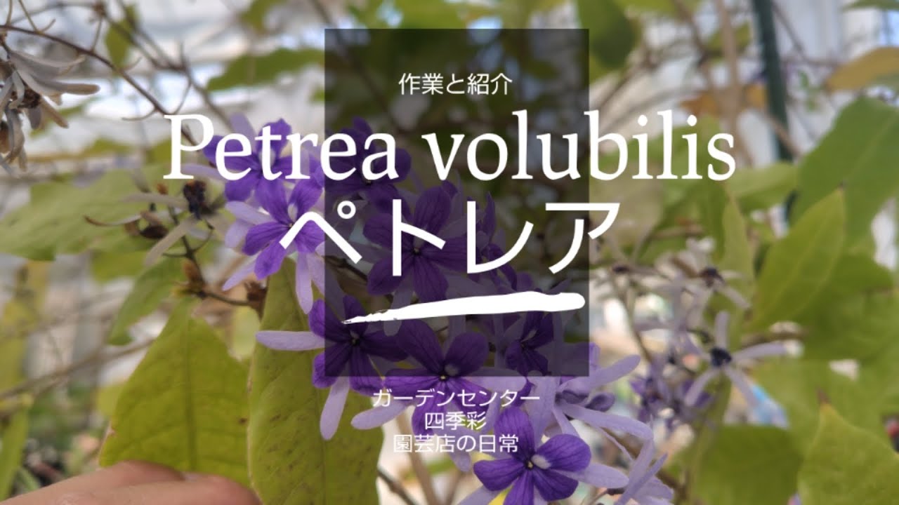 Introduction and Repotting of Petrea Volubilis - YouTube