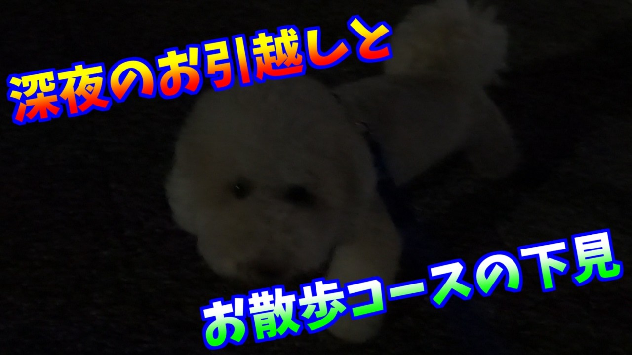 深夜のお引越しとお散歩コースの下見