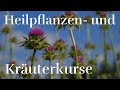 Heilpflanzen- und Kräuterkurse | Brunnmatthof Heilpflanzenschule