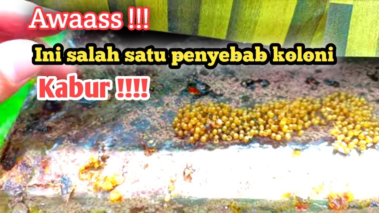 Awass!!! hati hati ini penyebab Koloni Itama bisa kabur dari kotak budidaya ?!!!