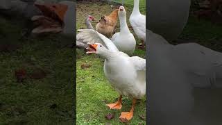 Gans In Angriffstimmung