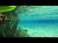 Top 5 Crystal Clear Florida Springs