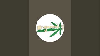 Transplanting Weed Plants