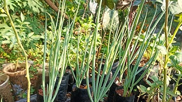 berkebun lagi di kebun mini sederhana ku, kita cek tanaman cabe dan tomat.