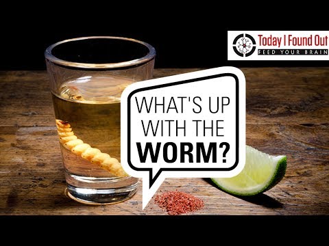 Who Invented Tequila and What's the Deal with the Worm?