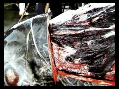 7 海豚、鯨肉和魚翅【超清】