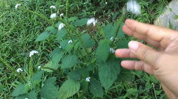 Chữa Đau Xương Khớp, Á Sừng Tổ Đỉa Bằng Cây Vòi Voi Mọc Hoang | THUỐC ĐÔNG Y - YHCTVN