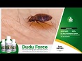 Eliminate bedbugs from your surrounding with dudu force