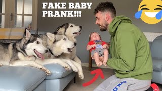 Huskies React To Fake Baby Unattended Prank! [BEST REACTION EVER!!] [MALE V FEMALE V PUPPY]