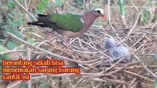 jarang sekali bisa menemukan sarang burung cantik ini! sarang punai tanah