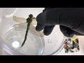 HUGE DragonFly/Resin Experiment ..''I Couldn't Believe what happened'' !!