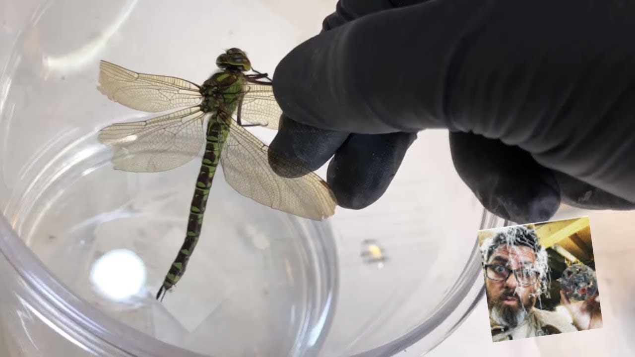 ОГРОМНЫЙ эксперимент со стрекозой и смолой...''Я не мог поверить в произошедшее''!!