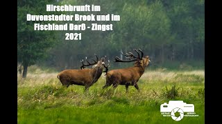 Hirschbrunft im Duvenstedter Brook und Fischland Darß - Zingst, Rothirsch, Rotwild, Hirsch, Ostsee,