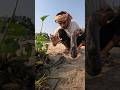 গর্ত থেকে কি বেড়িয়ে এলো ঐটা #creativesurvival #shortvideo