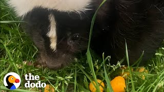 Orphaned Skunk Follows Woman Home | The Dodo