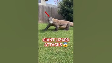 Most TERRIFYING Lizard Encounter Ever Caught on Cam 😱