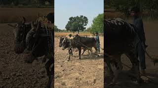 Bull Power in Action 🐂 Leveling Fields in Rural Pakistan #shorts